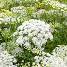 110 semillas de encaje de la reina Ana para plantar, Ammi majus, flores blancas de jardín - 110 unidades/Semillas mixtas - Ver 5
