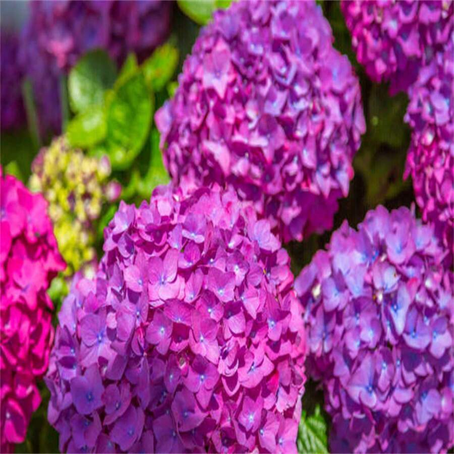 136 piezas de semillas moradas, flores de girasol para jardín - 136 piezas - Ver 1