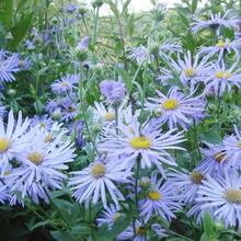 172 piezas de semillas de achicoria azul cielo, flores perennes cortadas, resistentes a la sequía para atraer mariposas, borde de parterre, jardín rocalla, casa de campo al aire libre - 172 - Ver 5