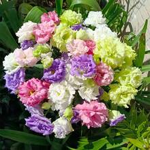 110 piezas/semillas de flores exóticas de lisianthus de múltiples colores para plantar - Semillas de lisianthus anuales de flor doble mixta, no modificadas genéticamente. - 110 unidades/semillas mixtas - Ver 4