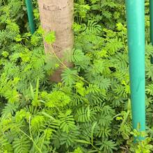 Outsidepride 1000 Semillas Anuales de Mimosa Pudica, Semillas de Flores de Plantas Sensibles para Plantar – Lleva el Encantador Mundo de la Mimosa a tu Espacio - Rosa - Ver 6