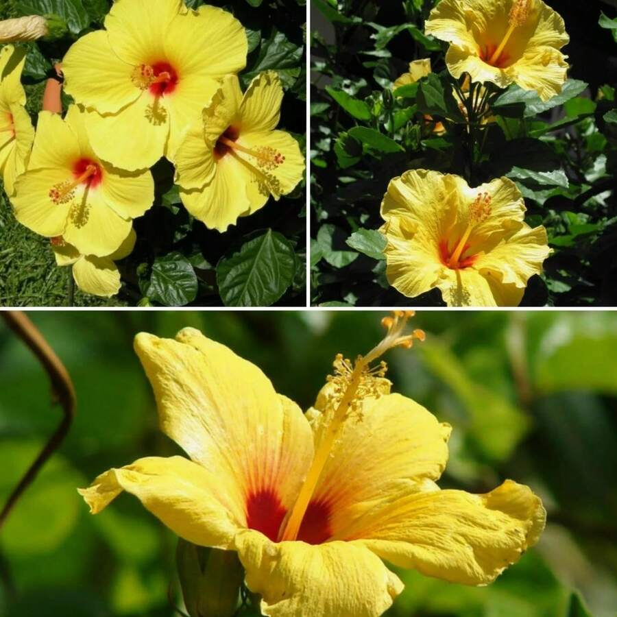 200 piezas de semillas de hibisco perenne, paquetes de semillas de flores grandes - 200 - Ver 1