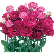 198 Semillas de Flores Rojas - Flores Bicolor No Modificadas Genéticamente - Ideales para Cultivo de Flores - 198 - Ver 3