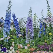 Semillas de Delphinium Ajacis de colores variados, paquete de más de 220 semillas de flores para plantar en el jardín, sin OMG. - #2 - Ver 7