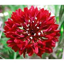 127 piezas de semillas de flores de botón único rojo intenso - 127 - Ver 3