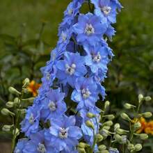 Semillas de Iris Azul Claro - 200 Cápsulas, Plantadas con Flores de Lavanda Anuales No-OGM para Borde de Jardín, Cultivo Casero para la Salud del Jardín - 200 piezas - Ver 5