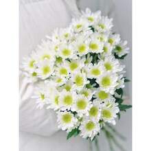 1000 piezas de semillas de flores raras y hermosas, tipo bola de nieve blanca - Crisantemo, Tanacetum, Parthenium - Cada paquete incluye una etiqueta con el nombre del producto. - 1000 - Ver 1