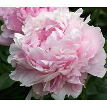 288 semillas de peonía rosa: Enciende tu pasión por la jardinería y crea un jardín de ensueño lleno de hermosas semillas de flores rosas. - 288 piezas - Ver 4