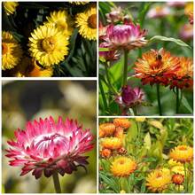 Semillas de Flor de Pascua - Xerochrysum Bracteatum / Semillas de Flor Eterna Dorada / Flores Secas para Manualidades / Arreglos Florales Secos - Semillas - SEMILLA - Ver 2