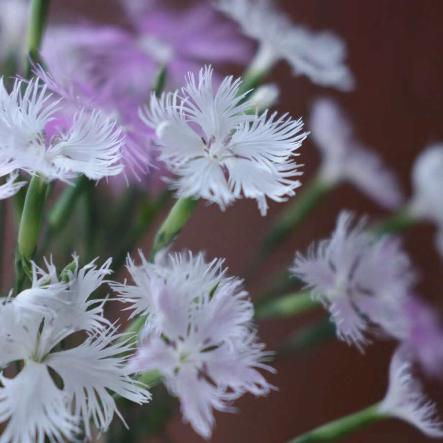 Outdoor Decor - 50 Seeds/Pack - View 1