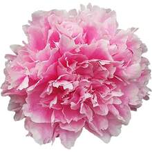 288 semillas de peonía rosa: Enciende tu pasión por la jardinería y crea un jardín de ensueño lleno de hermosas semillas de flores rosas. - 288 piezas - Ver 3