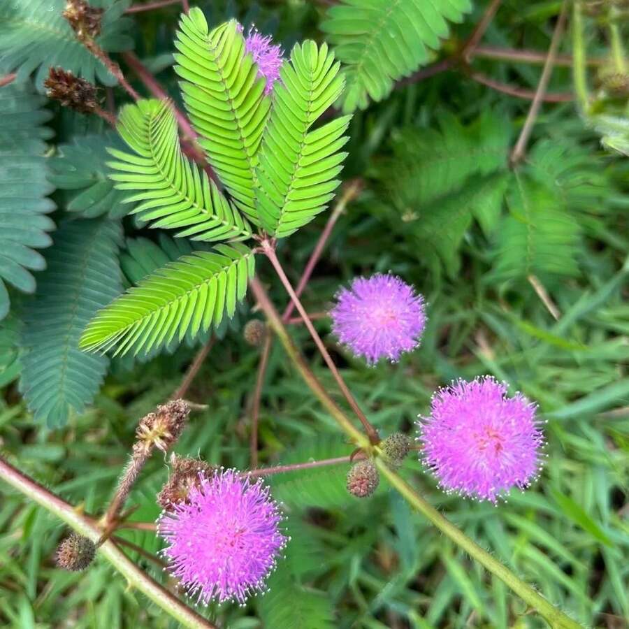 Outsidepride 1000 Semillas Anuales de Mimosa Pudica, Semillas de Flores de Plantas Sensibles para Plantar – Lleva el Encantador Mundo de la Mimosa a tu Espacio - Rosa - Ver 1