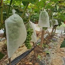 Aproximadamente 50 piezas Bolsas de malla blanca para aislar frutas - Previene la entrada de insectos y pájaros - Adecuado para viñedos y jardines - Aplicable para diversas frutas y verduras, protección para jardinería - alrededor de 50 piezas - Ver 2