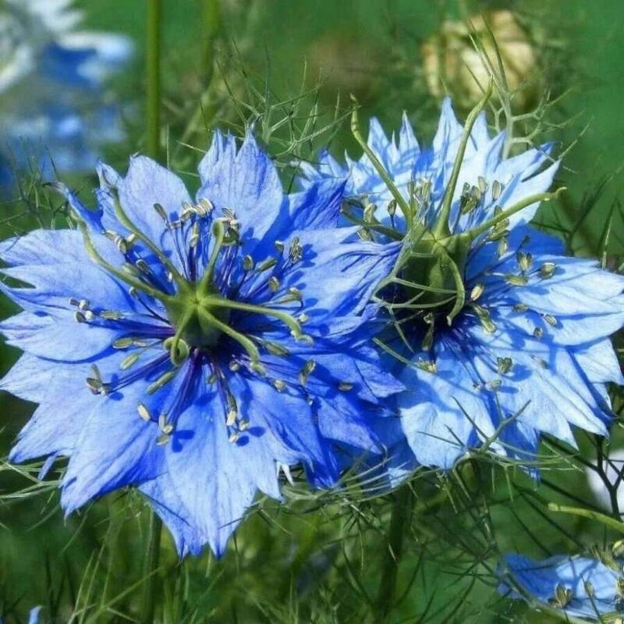 175 piezas de semillas de flores de hierba azul y negra - 175 - Ver 1
