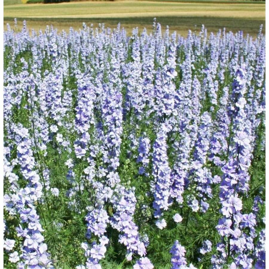 Semillas de Iris Azul Claro - 200 Cápsulas, Plantadas con Flores de Lavanda Anuales No-OGM para Borde de Jardín, Cultivo Casero para la Salud del Jardín - 200 piezas - Ver 1