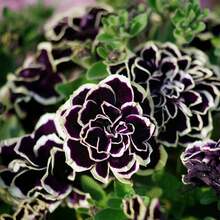 Seleccionadas a mano y dignas de tener: 250 semillas de petunia para plantar - Semillas de petunia doble 'Black Velvet Wave', atraen polinizadores al jardín de casa, para exteriores e interiores, ideales como flores cortadas, perennes. - 250 - Ver 3