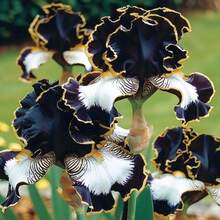 100 Semillas Mixtas de Iris para Plantar en Jardines Exteriores - 100 piezas - Ver 1