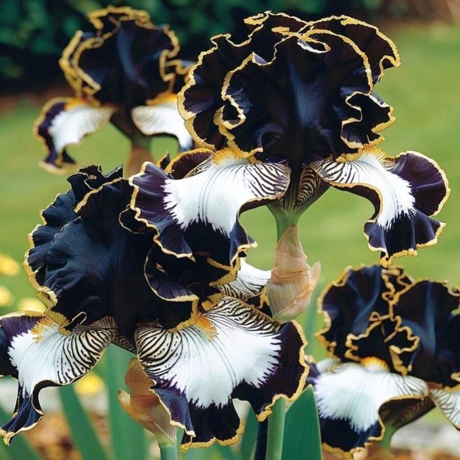 100 Semillas Mixtas de Iris para Plantar en Jardines Exteriores - 100 piezas - Ver 1