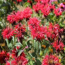 10 Panorama RED BEE BALM Monarda Didyma Oswego Semillas de Hierbas y Flores para Té - SEMILLA - Ver 3