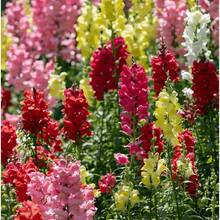 Mezcla de Semillas de Snapdragon 110, los Snapdragon son adecuados para todo tipo de jardines domésticos y flores cultivadas, son semillas patrimoniales no modificadas genéticamente que atraen a los polinizadores.Semillas Pre-germinadas - 110 piezas/mezcla de colores - Ver 4