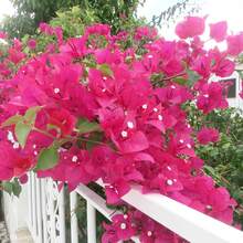 150Pcs Mixed Colors Bougainvillea Seeds Perennial Ornamental Low Maintenance Fast-Growing Drought Tolerant Attracts Pollinators Fence Trellis Balcony 150Pcs Flower Seeds - 變體 1 - 查看 4