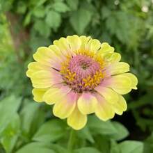 Semillas de Zinnia Unicornio de Polinización Abierta - Más de 200 Semillas de Flores Tradicionales, No Modificadas Genéticamente, para Floraciones Vibrantes de Verano - 1 paquete - Ver 1