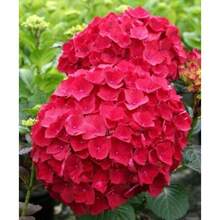 300 Semillas de Hortensia Roja, Semillas de Hortensia de Hoja Grande para Jardín - SEMILLA - Ver 2