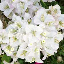 120 Semillas Frescas, Semillas de Flor de Bloveira Blanca, Pequeñas Flores de Papel Bloveira, Impresionantes Plantas Decorativas, Máquina de Floración, Impresionante Muro de Privacidad - 120 piezas - Ver 5