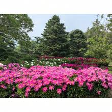 288 semillas de peonía china, semillas de peonía de las cuatro estaciones, para plantar peonías blancas, flores de barro, hierbas, arbustos, plantas perennes de jardín, para plantar en el propio patio o granja. - 288 piezas - Ver 4
