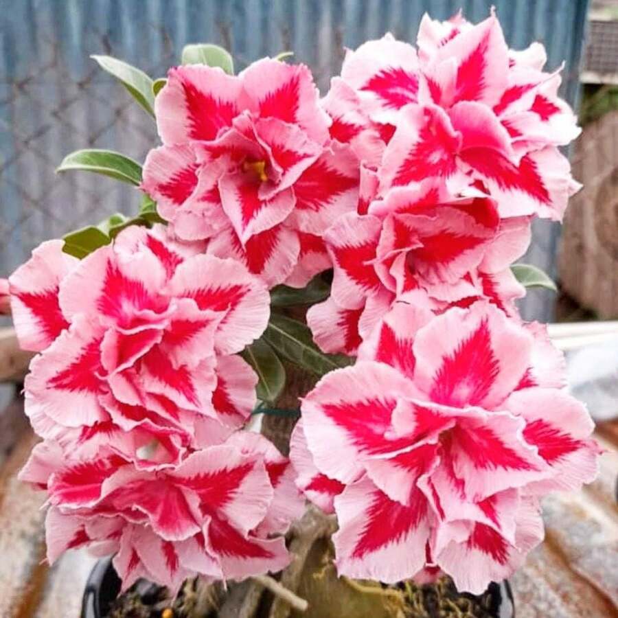 Outdoor Decor - 10pcs - View 1