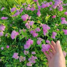 110 piezas de semillas de crisantemo Golden Flame, plantas perennes de floración en maceta, plantas de jardín con efecto espejo, semillas de crisantemo para bordado, resistentes al calor y al frío. - 110 unidades/semillas - Ver 2