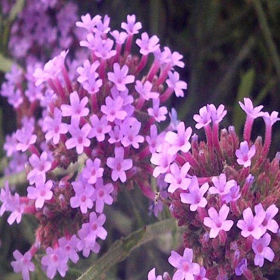 150 Semillas de Flor de Verbena Bonariensis Patagonica Morada Brasileña de Buenos Aires - SEMILLA - Ver 1