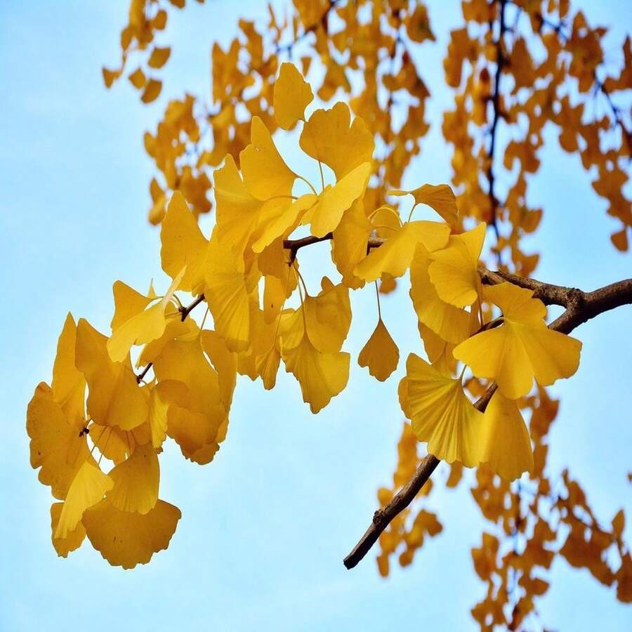 Semillas de Árbol Ginkgo Biloba Antiguo (5 Semillas) -- Envío Gratis -- Árbol Fósil Vivo Gingko Ginkgophyta Maidenhair - SEMILLA - Ver 1