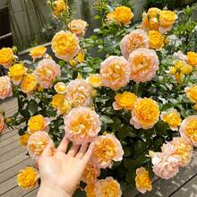 127 Semillas de Rosas Perennes Mixtas, la belleza de la herencia fragante, encanto duradero para el jardín - 127 - Ver 5