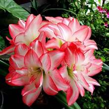 Semillas de Orquídea Roja Acuática, Flores Decorativas para Jardín Exterior, Plantas, Frutas y Vegetales, Adecuadas para Amantes de las Plantas como Regalo de la Naturaleza - 50 semillas por paquete - Ver 3