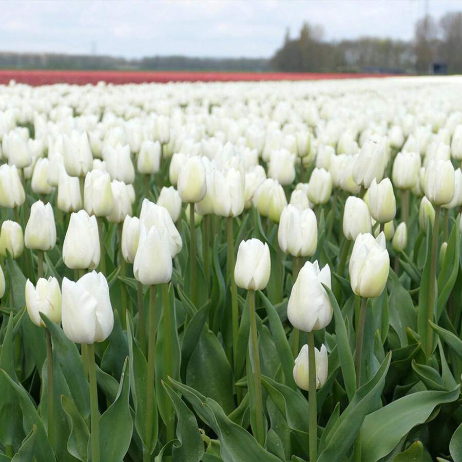 178pcs Antarctica Tulip Bulbs Perennial Flower Seeds Indoor And Outdoor Garden Planting Tulip Flower Bulbs Soil Culture Hydroponic Flowers Grains - 178 - Xem 1