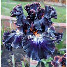 100 Semillas Mixtas de Iris para Plantar en Jardines Exteriores - 100 piezas - Ver 3