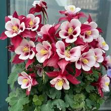 Outdoor Decor - 100Pcs - View 2