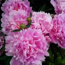 Paquete de Semillas de Flor de Peonía para Plantar en el Jardín de Casa Paquete de Semillas de Flores - 50 piezas - Ver 2