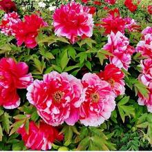 275 Semillas de Peonía - Fáciles de reproducir, fáciles de cultivar, flores vibrantes - Perfectas para parterras y ramos, resistentes, adecuadas para todas las estaciones, ideales para jardines de bricolaje, jardines domésticos, macetas y patios - perfectas como regalos de jardinería. - 275 - Ver 2