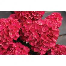 300 Semillas de Hortensia Roja, Semillas de Hortensia de Hoja Grande para Jardín - SEMILLA - Ver 3