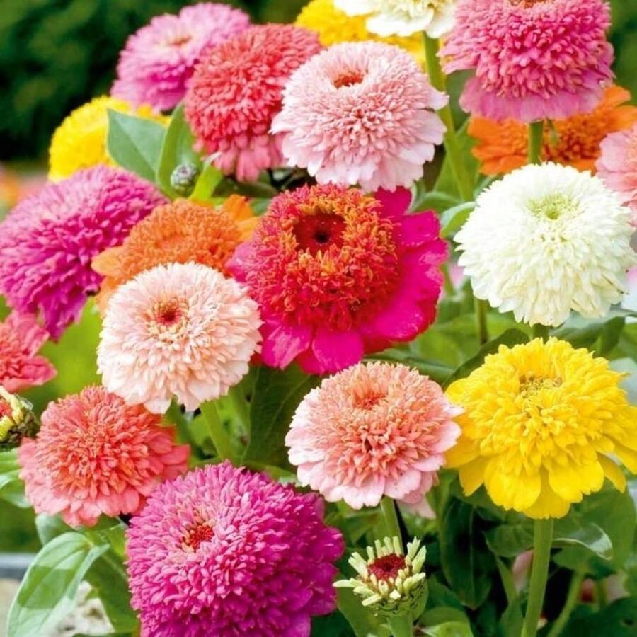 110 piezas/semillas mixtas de crisantemo 'Pinecone', adecuadas para jardines interiores y exteriores, ideales para la siembra de flores y la decoración hortícola. - 110 unidades/Semillas mixtas - Ver 1