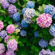 65 piezas de bolas de bordado para plantar, adecuadas para la decoración de flores en jardines interiores y exteriores. - 65 - Ver 3