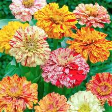 142 piezas de semillas de Galliadia para cultivo en jardines domésticos al aire libre, variedad genética - 142 - Ver 3