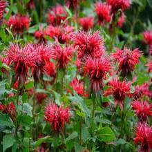 10 Panorama RED BEE BALM Monarda Didyma Oswego Semillas de Hierbas y Flores para Té - SEMILLA - Ver 10