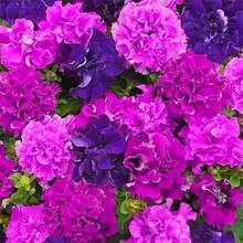Outdoor Decor - 125pcs - View 4