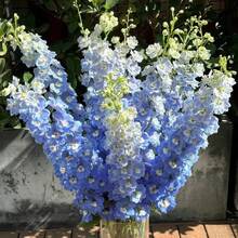 Semillas de Delphinium Ajacis de colores variados, paquete de más de 220 semillas de flores para plantar en el jardín, sin OMG. - #2 - Ver 5