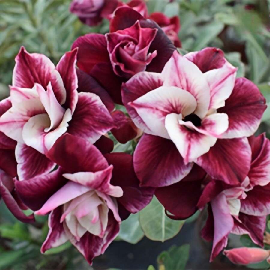 Semillas de Rosa del Desierto - Multicolores, Versátiles, Impresionantes Semillas de Flores Tropicales para Jardinería Interior y Exterior - 100 - Ver 1