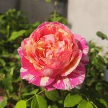 Semillas de rosa trepadora romántica, semillas de plantas de flores perennes, flores variadas polinizadas para producir impresionantes racimos de flores, adecuadas para entusiastas de la jardinería, regalos y obsequios de la naturaleza. - 100 piezas - Ver 5