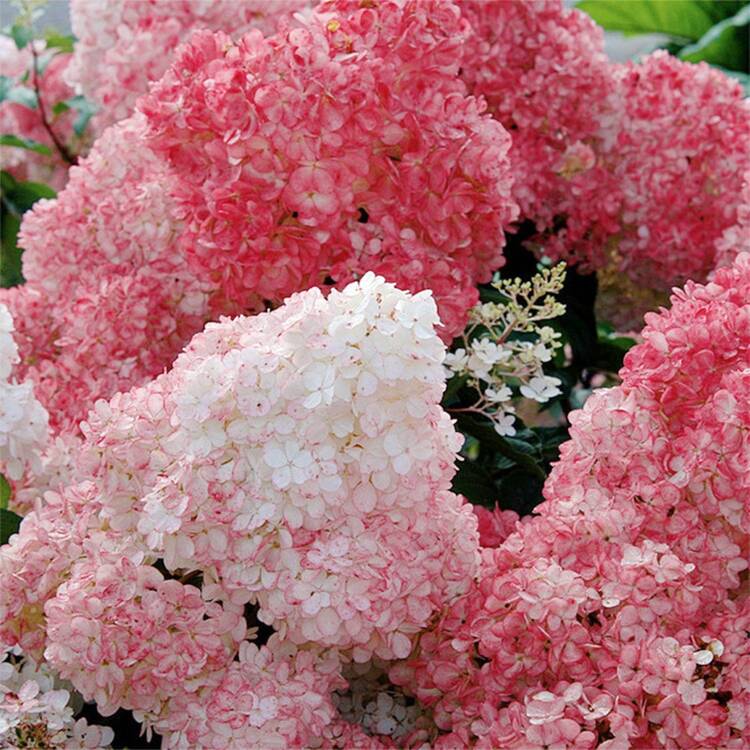 Más de 150 Semillas de Hortensia - Variedades Gigantes de Bola de Nieve y Bonsái, Crecimiento Rápido, Arbustos Resistentes al Invierno para Jardines Exteriores - 150 - Añade 5